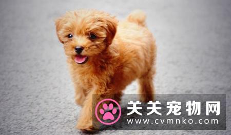 狗其实只要吃买来的狗粮就可以了,营养均衡,得皮肤病的就少!