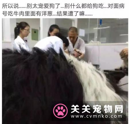别觉得狗狗爱偷吃是小事,要严防死守,不要给狗狗碰到的机会!