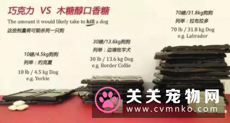 别觉得狗狗爱偷吃是小事,要严防死守,不要给狗狗碰到的机会!