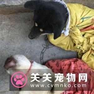 别觉得狗狗爱偷吃是小事,要严防死守,不要给狗狗碰到的机会!