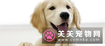 别觉得狗狗爱偷吃是小事,要严防死守,不要给狗狗碰到的机会!