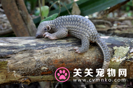 穿山甲和犰狳，究竟有什么不一样的地方和区别？