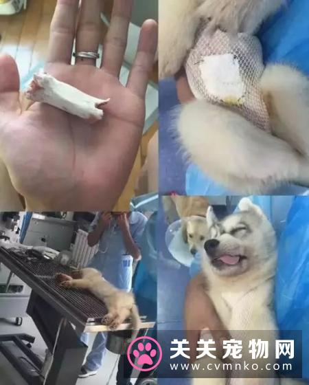 别觉得狗狗爱偷吃是小事,要严防死守,不要给狗狗碰到的机会!