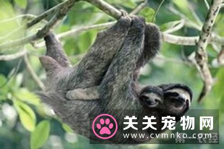穿山甲和犰狳，究竟有什么不一样的地方和区别？
