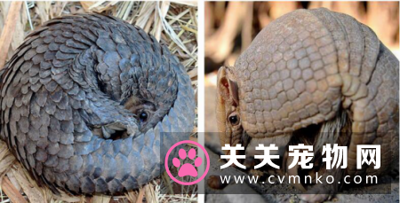 穿山甲和犰狳，究竟有什么不一样的地方和区别？