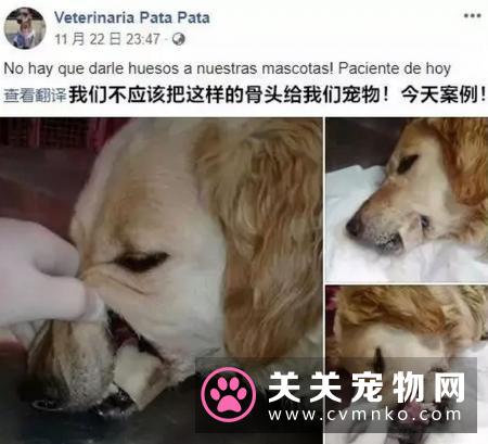 别觉得狗狗爱偷吃是小事,要严防死守,不要给狗狗碰到的机会!