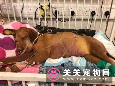 别觉得狗狗爱偷吃是小事,要严防死守,不要给狗狗碰到的机会!