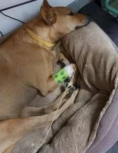 别觉得狗狗爱偷吃是小事,要严防死守,不要给狗狗碰到的机会!