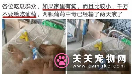别觉得狗狗爱偷吃是小事,要严防死守,不要给狗狗碰到的机会!
