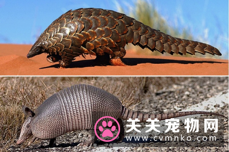 穿山甲和犰狳，究竟有什么不一样的地方和区别？