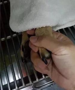别觉得狗狗爱偷吃是小事,要严防死守,不要给狗狗碰到的机会!