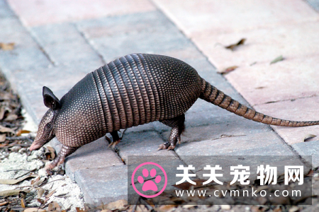 穿山甲和犰狳，究竟有什么不一样的地方和区别？