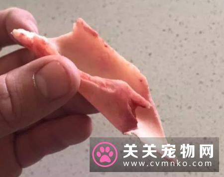别觉得狗狗爱偷吃是小事,要严防死守,不要给狗狗碰到的机会!