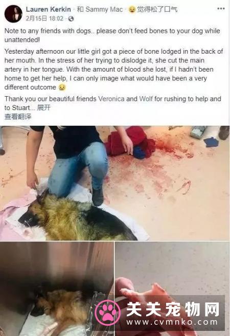 别觉得狗狗爱偷吃是小事,要严防死守,不要给狗狗碰到的机会!