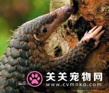 穿山甲和犰狳，究竟有什么不一样的地方和区别？