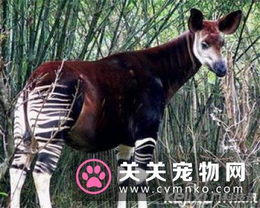 穿山甲和犰狳，究竟有什么不一样的地方和区别？