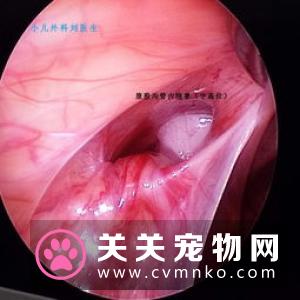 犬猫隐睾Canine and Feline Cryptorchidism