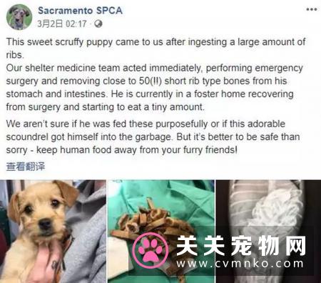 别觉得狗狗爱偷吃是小事,要严防死守,不要给狗狗碰到的机会!