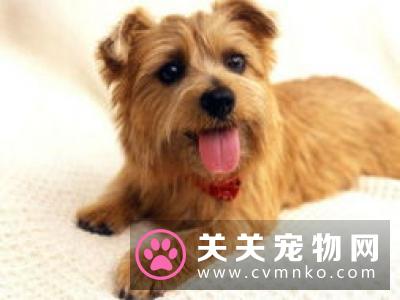 狗狗离开训练班以后 宠物主人怎么训练