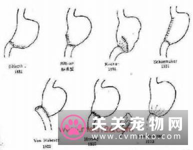 猫胆管肝炎的临床症状、诊断和治疗方法