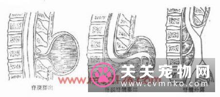 猫胆管肝炎的临床症状、诊断和治疗方法