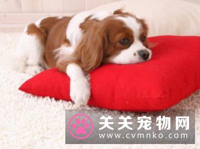 狗狗离开训练班以后 宠物主人怎么训练