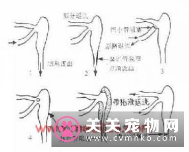 猫胆管肝炎的临床症状、诊断和治疗方法