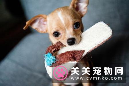 狗狗离开训练班以后 宠物主人怎么训练