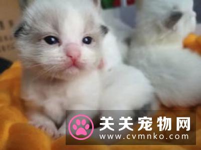 布偶猫可以生小猫来卖吗 布偶生小猫卖麻烦吗