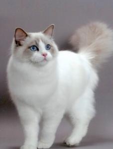 布偶猫可以吃什么水果 吃水果对布偶猫有什么好处