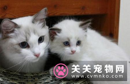 母猫发情有什么表现 母猫发情什么症状