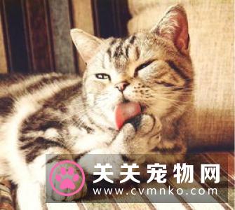 布偶猫可以吃什么水果 吃水果对布偶猫有什么好处