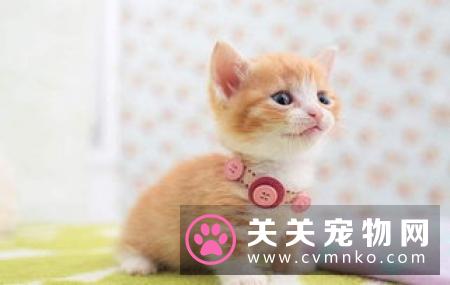 布偶猫吃什么主食罐头和零食罐头 布偶猫如何选择罐头