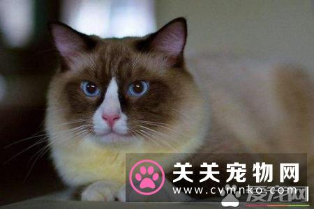 布偶猫吃什么主食罐头和零食罐头 布偶猫如何选择罐头