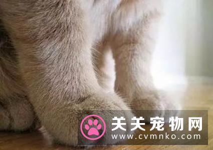 猫抓人怎么办 应对猫咪抓挠的正确反映