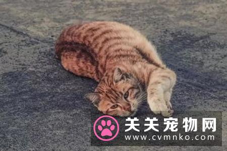 母猫发情有什么表现 母猫发情什么症状