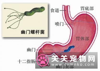 幼犬蜂窝织炎的临床症状、诊断和治疗方法