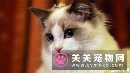 布偶猫可以生小猫来卖吗 布偶生小猫卖麻烦吗