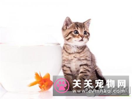 如果被猫抓了怎么办 及时用浓肥皂水清洗伤口