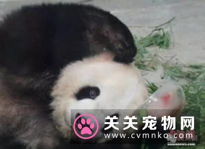 布偶猫可以吃什么水果 吃水果对布偶猫有什么好处