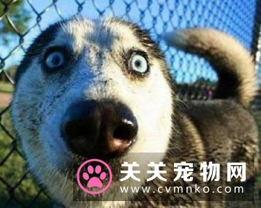 布偶猫咬人要打针吗 被布偶猫咬伤这样操作最科学
