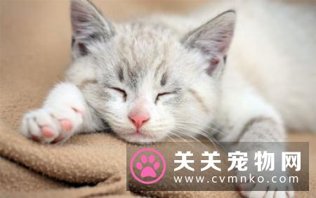 布偶猫吃什么主食罐头和零食罐头 布偶猫如何选择罐头