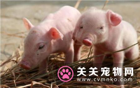 母猫发情有什么表现 母猫发情什么症状