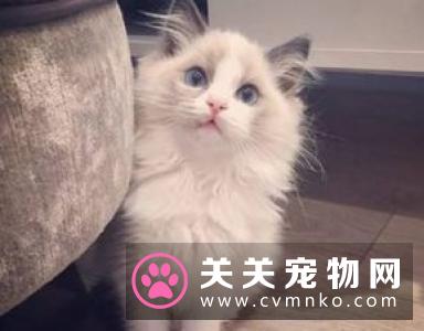 布偶猫吃什么主食罐头和零食罐头 布偶猫如何选择罐头