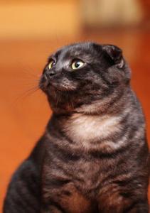 猫抓人怎么办 应对猫咪抓挠的正确反映