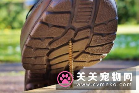 如果被猫抓了怎么办 及时用浓肥皂水清洗伤口