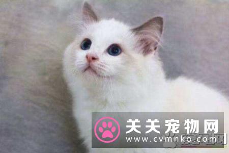 布偶猫咬人要打针吗 被布偶猫咬伤这样操作最科学
