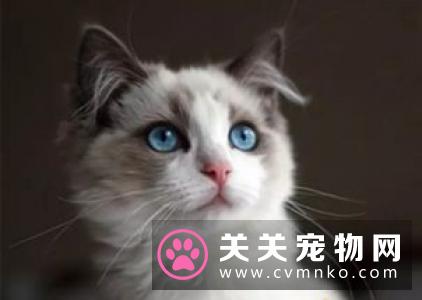 布偶猫可以生小猫来卖吗 布偶生小猫卖麻烦吗