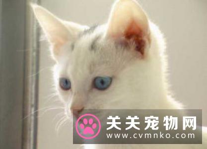 猫抓人怎么办 应对猫咪抓挠的正确反映