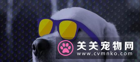 疯狂小狗上榜【中国科创企业百强榜】为什么?